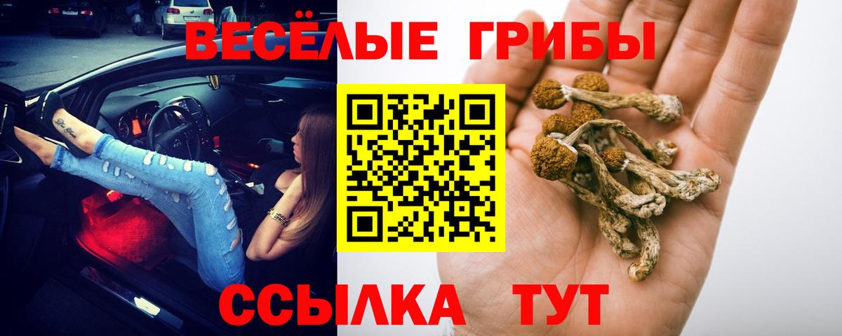 Псилоцибиновые грибы Psilocybine cubensis Советск